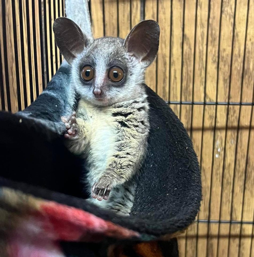 galago-bush-baby-in-transport crate